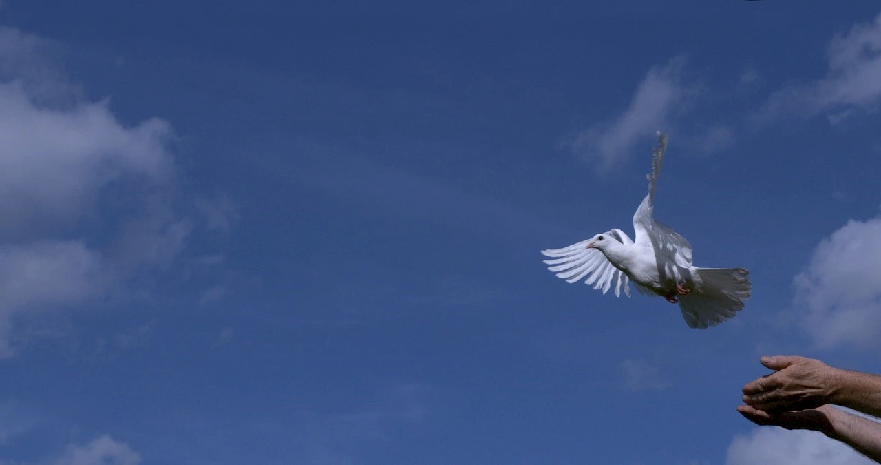 De duif die geen afscheidsceremonies gewend was (duif.jpg)